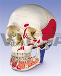 Classic Skull with Opened Lower Jaw, painted, 3 part